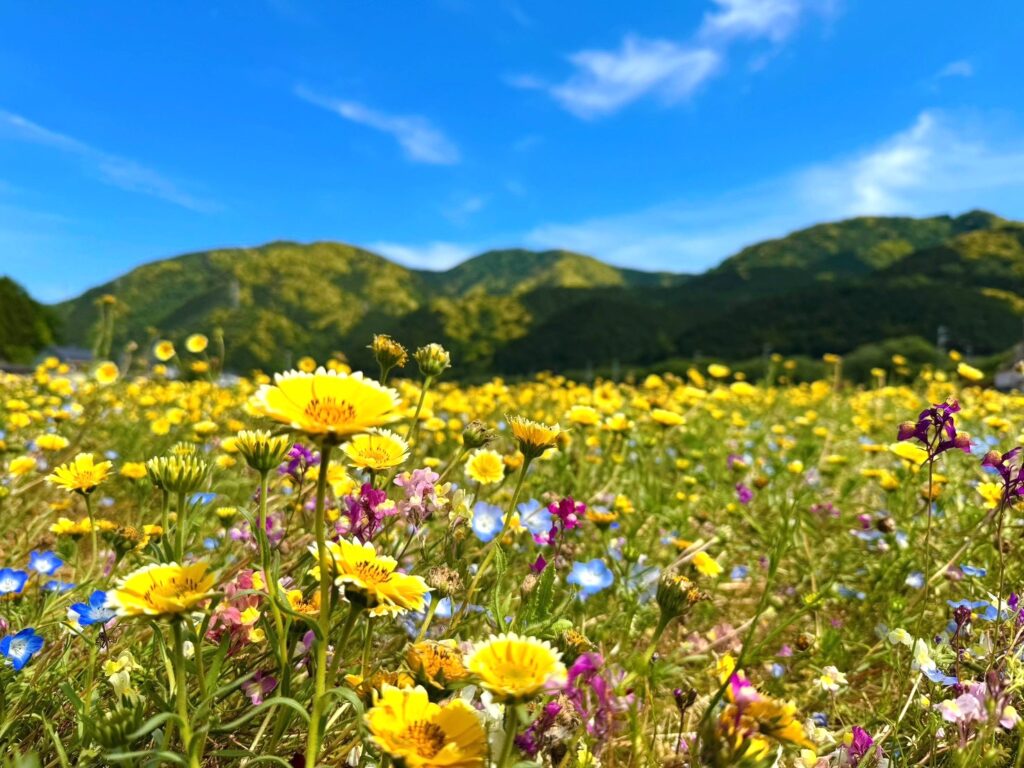 5月の花畑